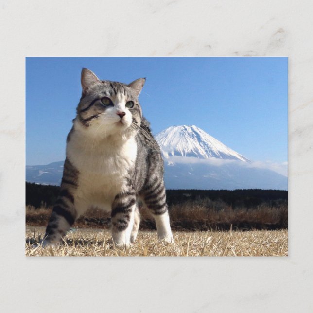 野 良 ニ 吉 猫 い 【  よ! POSTKARTE (Vorderseite)