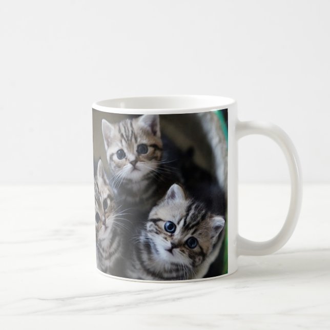３匹のアメリカンショートヘアの子猫たち　マグカップ KAFFEETASSE (Rechts)