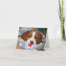 Recherche de brittany vœux cartes Dog