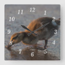 Suche nach stockente wanduhren Enten