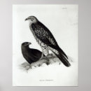 Suche nach birds of prey poster Feathers