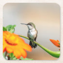 Suche nach kolibris untersetzer Tiere