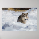 Suche nach lone wolf poster Natur