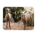 Recherche de mouflon magnets Râpe