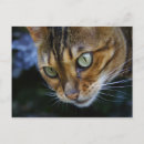 Suche nach katzen mit grünen augen poster postkarten Schön