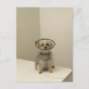 Recherche de protection cartes postales Animal
