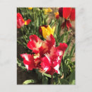Recherche de tulipes blanches cartes postales Nature