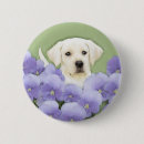 Recherche de labrador badges Chiot
