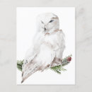Suche nach weiße eule poster Aquarell