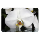Recherche de orchidées magnets Orchidée blanche