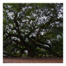 Recherche de chêne posters Quercus
