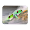 Suche nach nicaragua magnete Laubfrosch