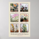 Recherche de wildflower posters Botanical