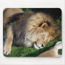 Recherche de lionne tapis souris Zoo