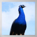 Recherche de tête indienne Animal