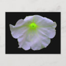 Suche nach leuchtend grün postkarten Blume