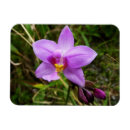 Recherche de orchidée magnets Violet