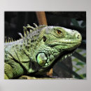 Suche nach leguane poster Iguana