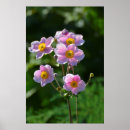 Suche nach anemone poster Rosa