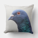 Recherche de pigeons coussins Oiseaux