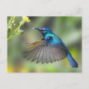 Recherche de colibri bleu cartes postales Nature
