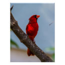 Recherche de cardinaux posters Nature