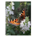 Suche nach orange schmetterling Hübsch