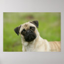 Suche nach kamera kopfe poster Hund