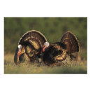 Recherche de vertébré posters Nature