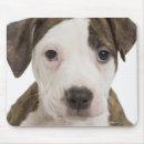 Suche nach pitbull welpen mousepads Tier