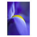Recherche de iris photographie Bleu