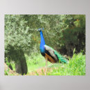 Suche nach olivenbaum poster Blau