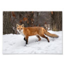 Suche nach fuchs im schnee poster Wild