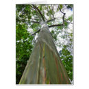 Suche nach mindanao Eukalyptus
