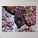 Recherche de anguilles posters Sous marin