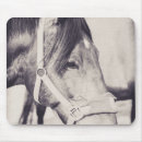 Recherche de mustang électronique Équitation