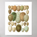 Recherche de oiseau vintage posters Pour tous