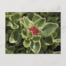Suche nach engelbrecht postkarten Blume