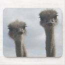 Suche nach strauß mousepads Wild lebende tiere