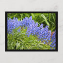 Recherche de muscari cartes postales Floral