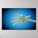 Suche nach menschlicher knochen poster 3d