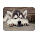 Suche nach sibirischer husky magnete Welpen