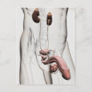 Recherche de testicules cartes postales Biologie