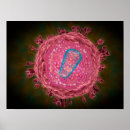 Suche nach zellbiologie poster Mikrobiologie