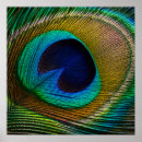 Suche nach vogelfedern poster Pfauenfeder