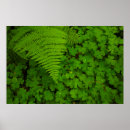 Suche nach humboldt poster California