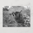 Recherche de amiral cartes postales Fleur