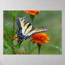 Recherche de nue posters Papillon à queue nue