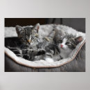 Recherche de chaton noir posters Chatons