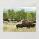 Recherche de photo de bison cartes postales Faune